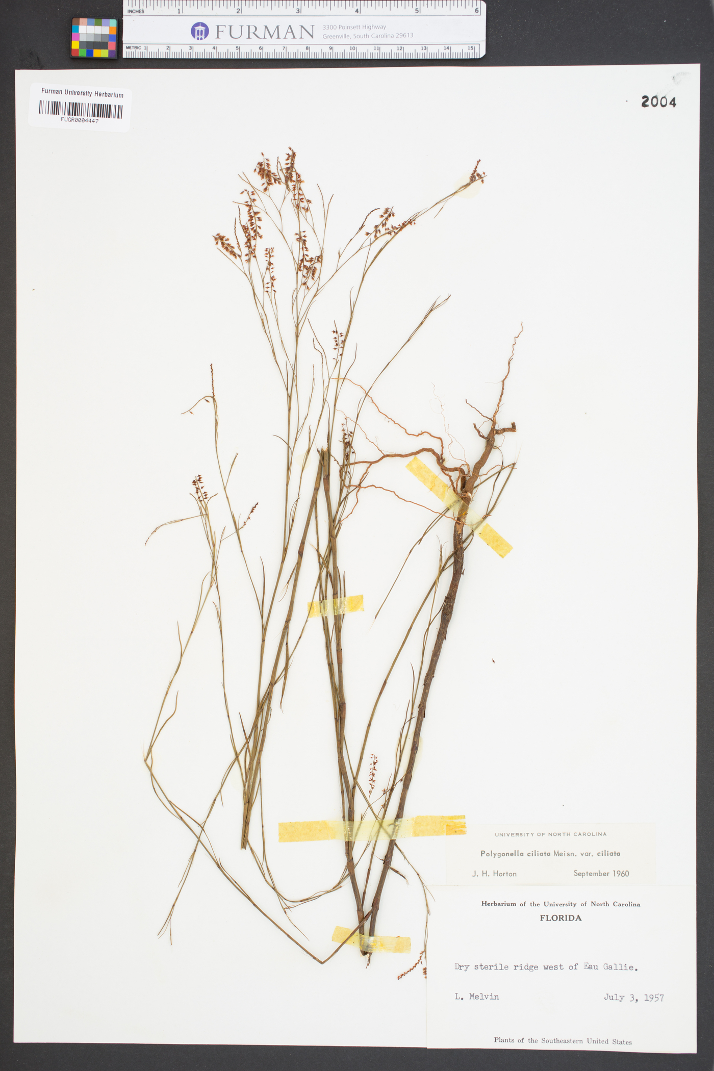 Polygonella ciliata image