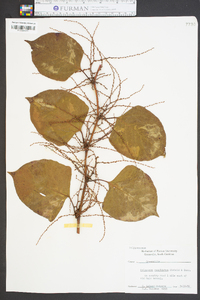 Reynoutria japonica image