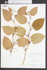 Reynoutria japonica image