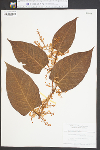 Reynoutria japonica image