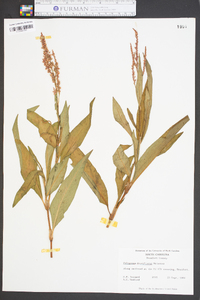 Polygonum densiflorum image