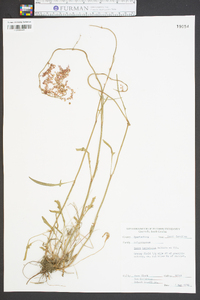 Rumex hastatulus image