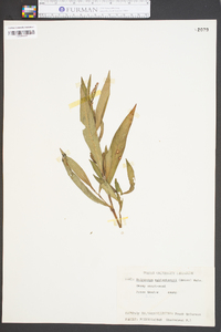 Polygonum muhlenbergii image