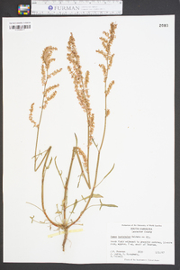 Rumex hastatulus image