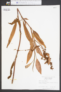 Rumex verticillatus image