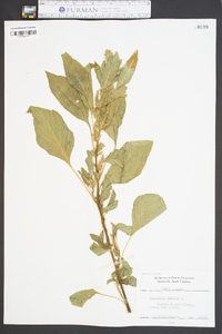 Amaranthus hybridus image