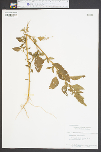 Amaranthus hybridus image