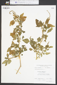 Amaranthus hybridus image