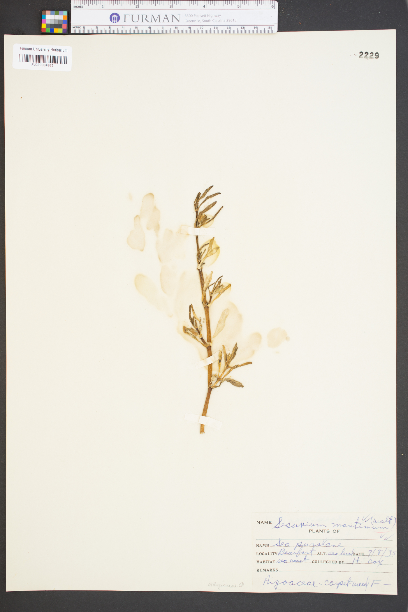 Sesuvium maritimum image
