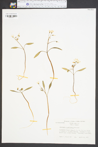 Claytonia caroliniana image