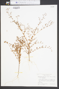 Paronychia baldwinii subsp. baldwinii image