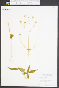 Silene stellata image