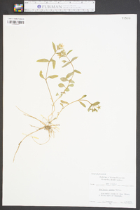 Stellaria pubera image