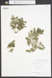 Ceratophyllum demersum image