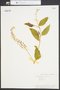 Phytolacca americana var. americana image