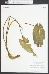 Nuphar sagittifolia image