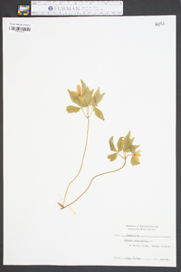 Anemone quinquefolia image