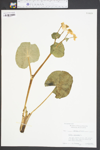 Caltha palustris image