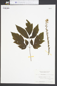 Actaea racemosa image