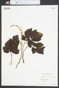 Actaea racemosa image