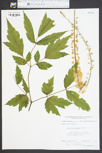 Actaea racemosa image