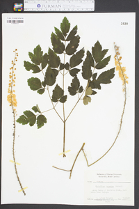 Actaea racemosa image