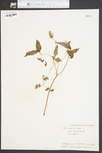 Clematis crispa image