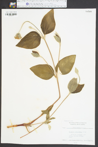 Clematis ochroleuca image