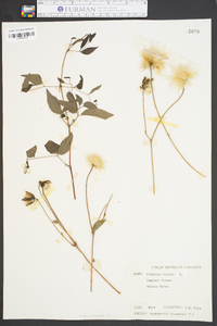 Clematis viorna image