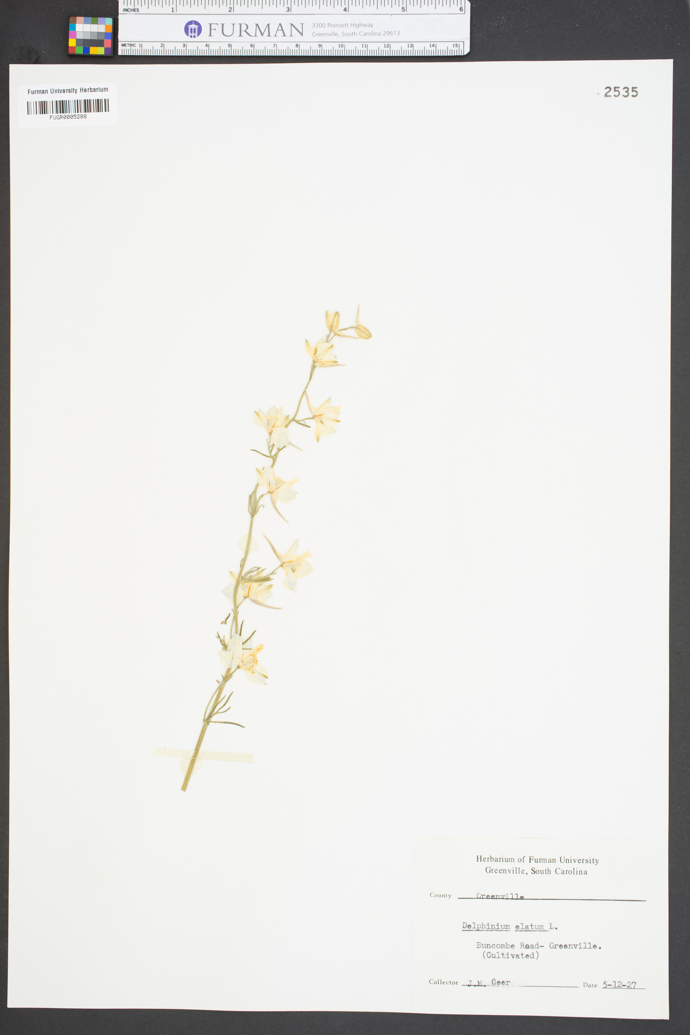 Delphinium elatum image