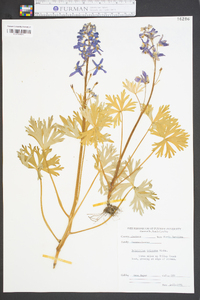 Delphinium tricorne image