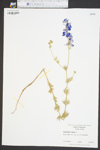 Delphinium ajacis image