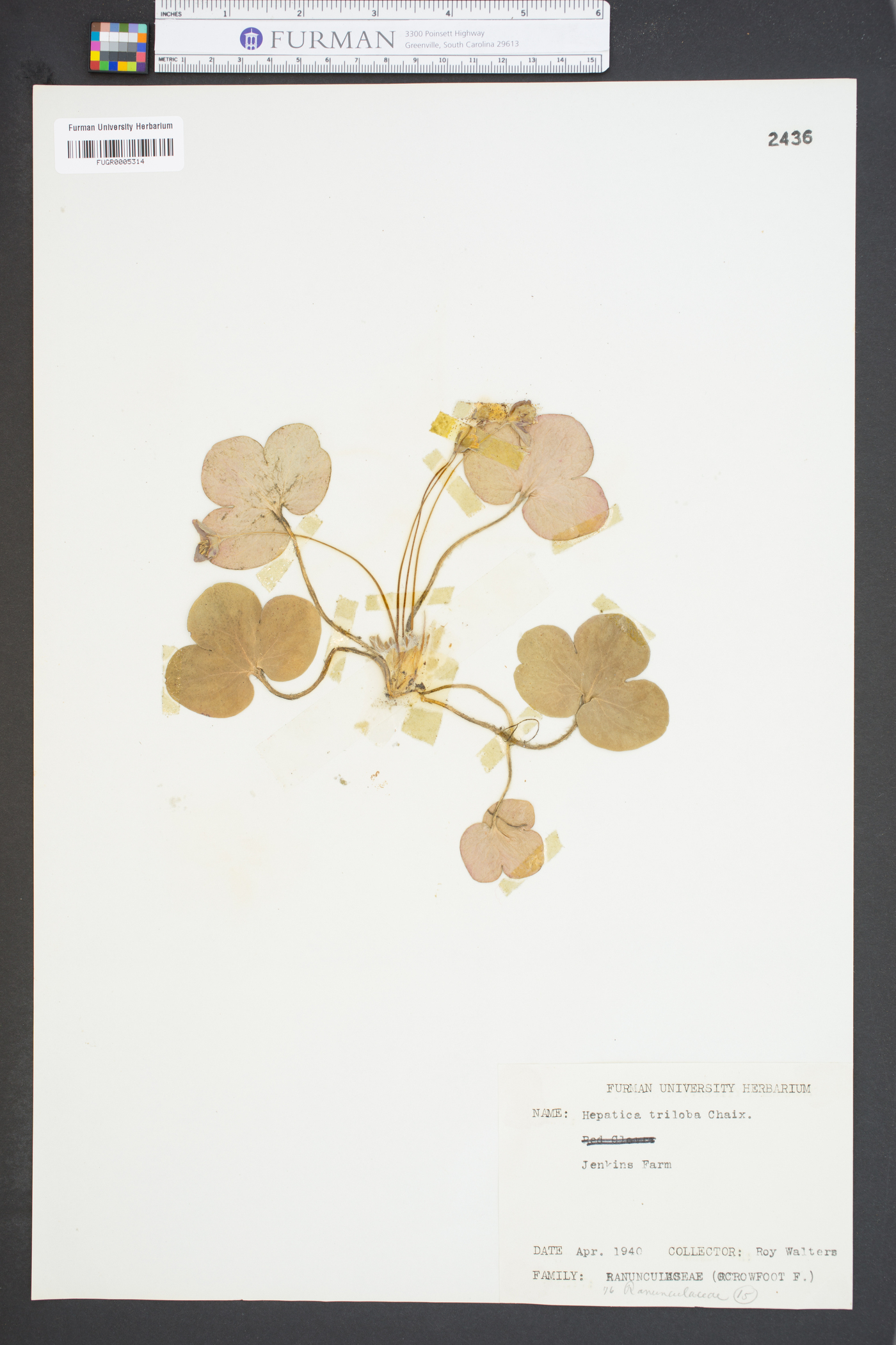 Hepatica triloba image
