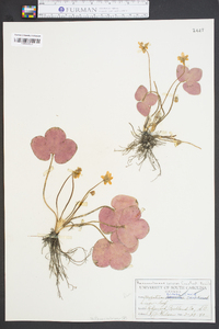 Hepatica triloba image