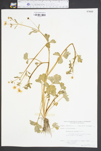 Ranunculus sardous image