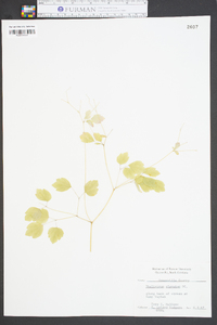 Thalictrum clavatum image