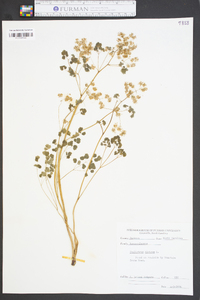 Thalictrum dioicum image