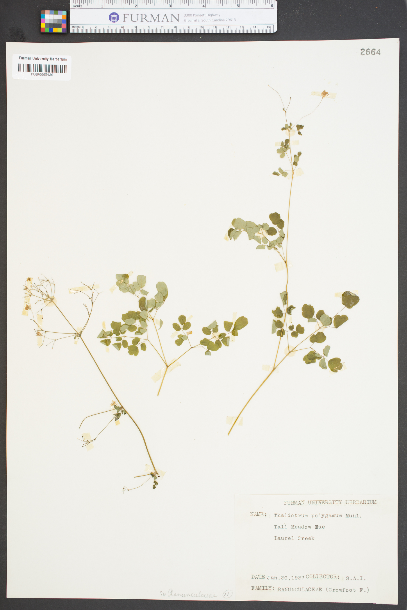 Thalictrum polygamum image
