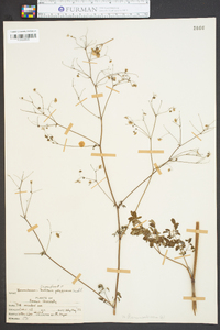 Thalictrum polygamum image