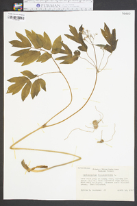 Caulophyllum thalictroides image