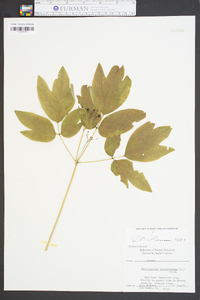 Caulophyllum thalictroides image