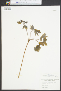 Caulophyllum thalictroides image