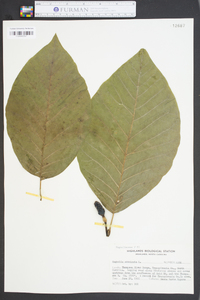 Magnolia acuminata image