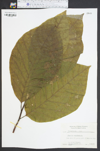 Magnolia acuminata image