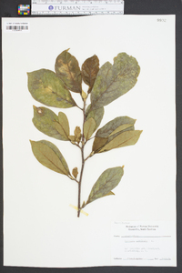 Magnolia acuminata image