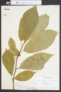 Magnolia acuminata image