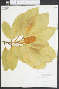 Magnolia grandiflora image