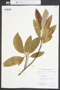 Magnolia virginiana image