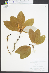 Magnolia virginiana image