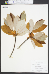 Magnolia virginiana image